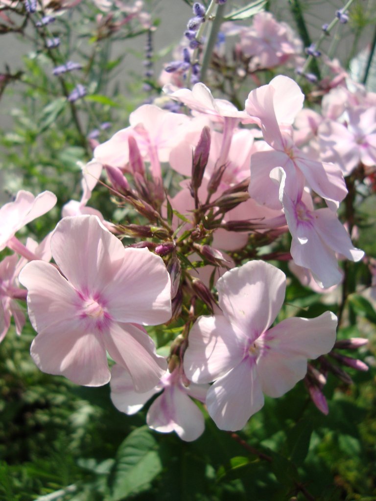 Phlox paniculata 'Rosa Pastell'